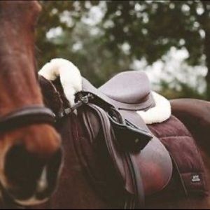 ISO: English Horse Tack